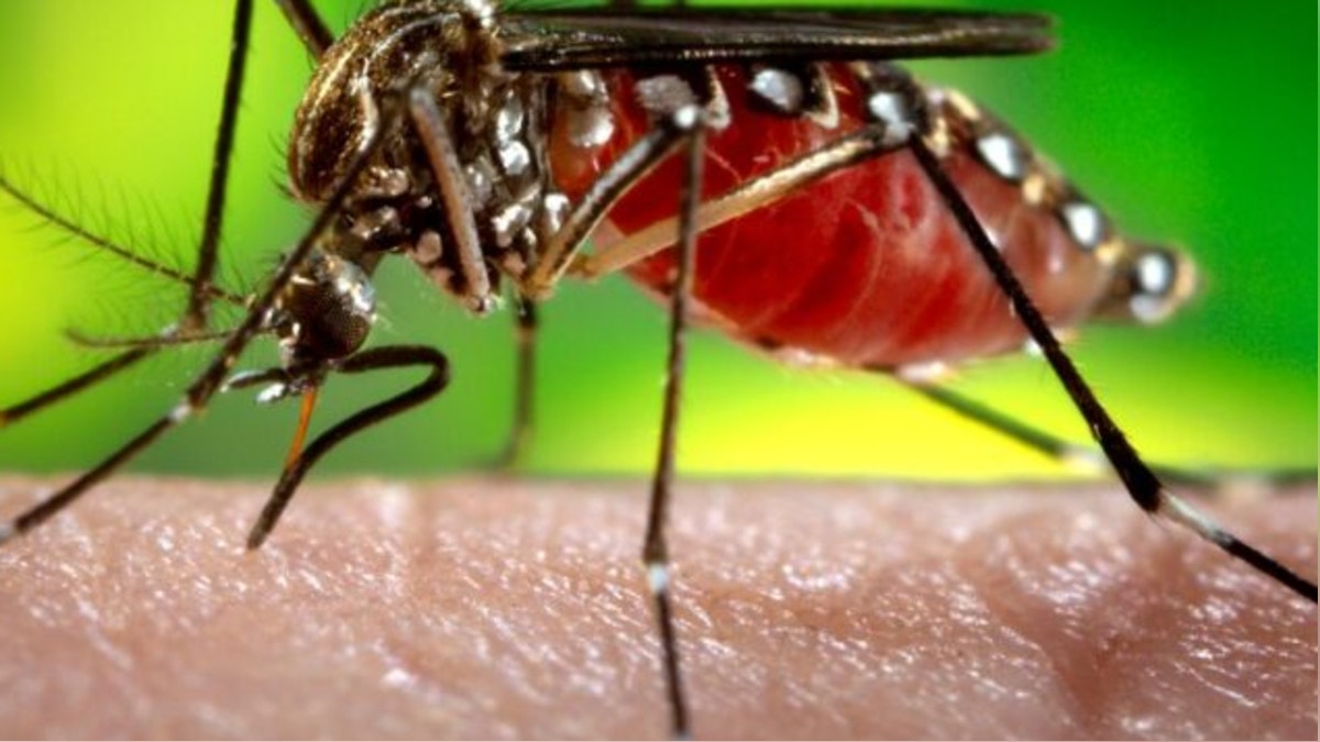 Dengue en el Perú: casos superan los 80 mil a nivel nacional y Minsa alerta por baja vacunación