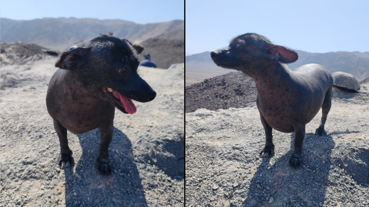 Los Olivos: familia pide ayuda para encontrar a su perrita peruana desaparecida llamada Charky