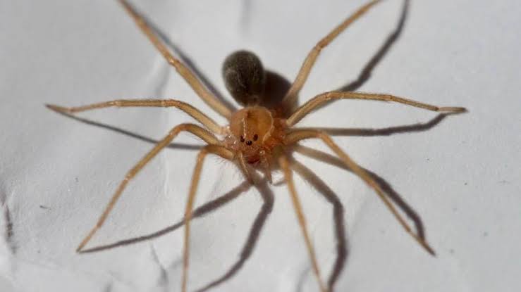 Loxosceles laeta (araña de rincón). 