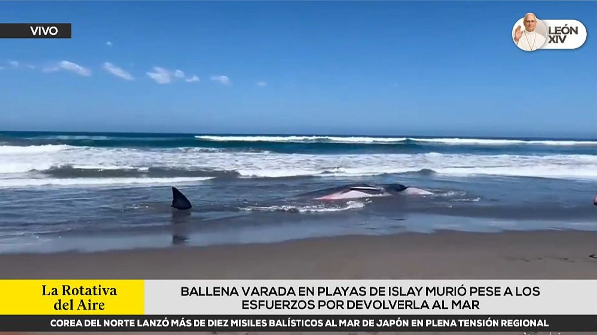 Arequipa: murió ballena que quedó varada en playa de Islay [VIDEO]